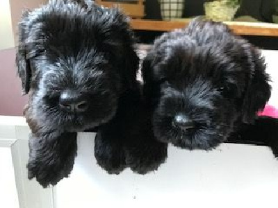 CHIOT 1
