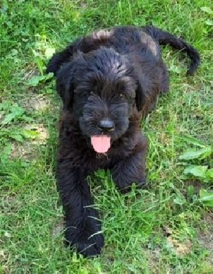 CHIOT 7